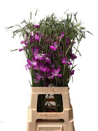 Agrostemma Queen Purple
