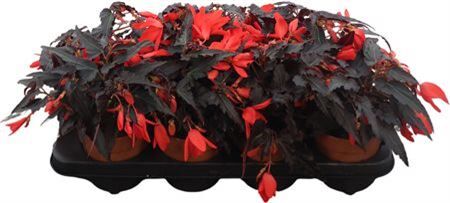 Beg Waterfall Red