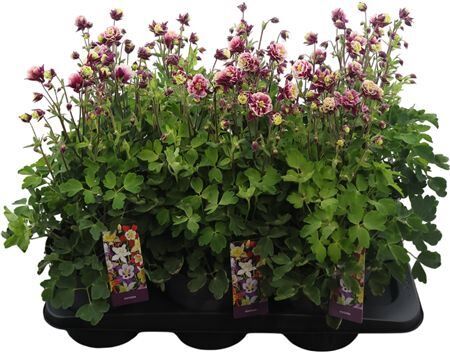 Aquilegia Winky Double Red