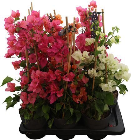 Bougainv Gemengd Piramide