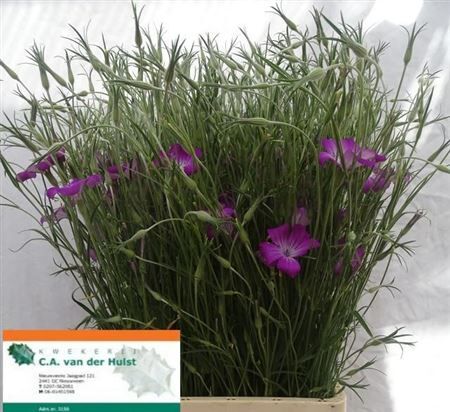 Agrostemma Queen Purple