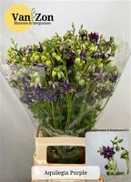 Aquilegia Purple