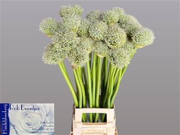 Allium White Giant