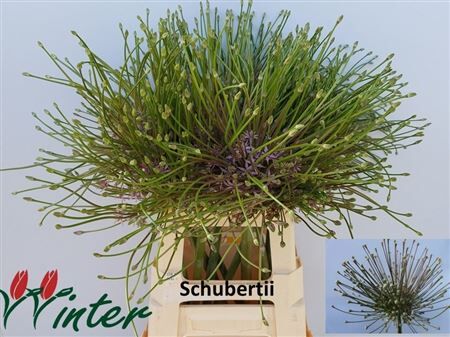 Allium Schubertii