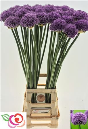 Allium Gladiator