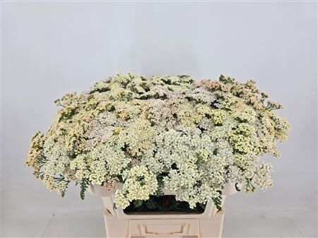 Achillea