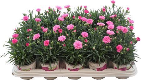 Dianthus I Love You