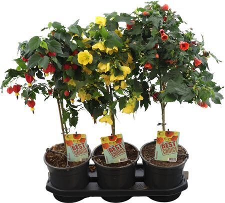 Abutilon Gemengd Stam