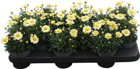 Argyr Frut Yellow