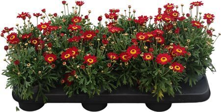 Argyr Frut Scarlet Red