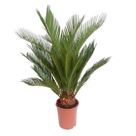 Cycas Revoluta