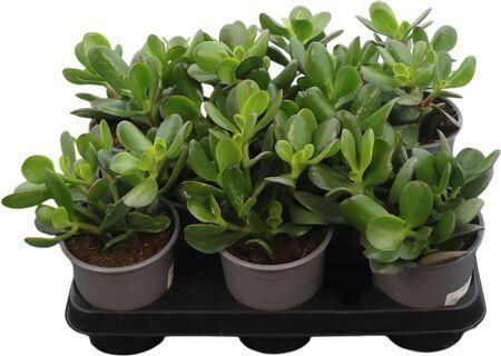 Crass Ovata