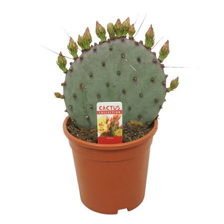 Opuntia Azurea