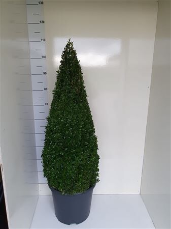 Buxu Semp Piramide 100cm