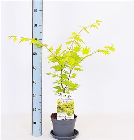 Acer Sh Jordan