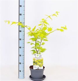 Acer Sh Jordan