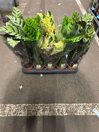 Calathea Gemengd
