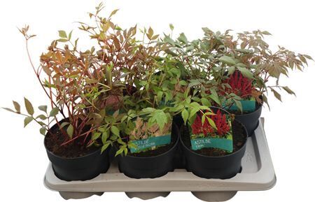 Astilbe Gemengd