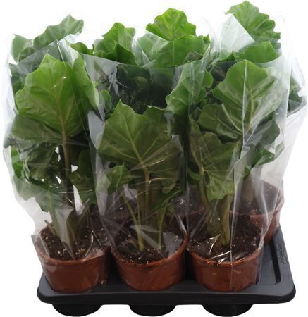 Alocasia Low Rider