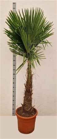 Trachycarpus Fortunei Xl