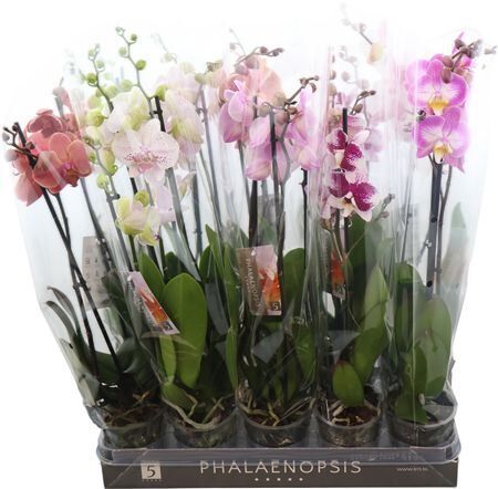 Phal Gemengd 2 Tak 8kl *****