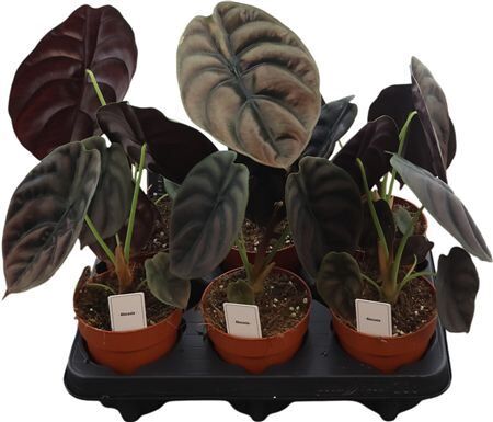 Alocasia Red Secret