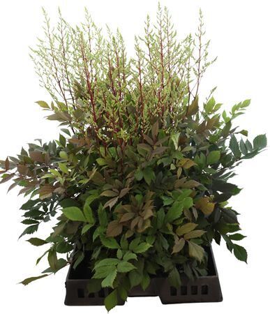 Astilbe Diamant