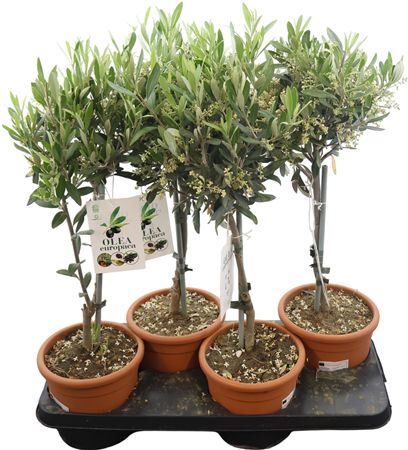 Olea Europaea Stam