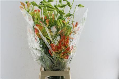 Gloriosa Orange Heart