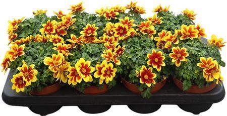 Bidens Beedance Red