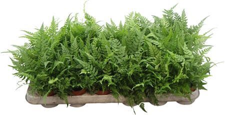 Athyrium Overig
