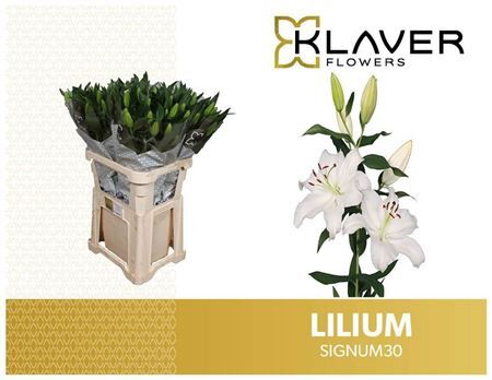 Li Or Signum