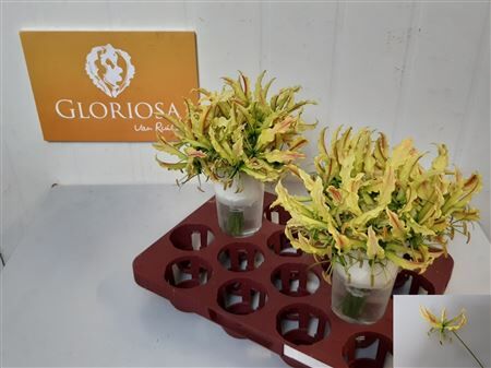 Gloriosa Sparkling Stripe