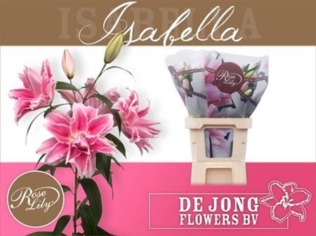 Li Or Du Roselily Isabella