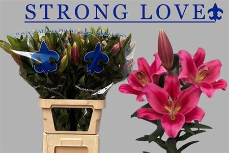 Li Ot Strong Love