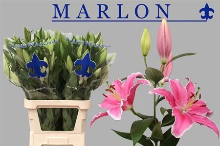Li Or Marlon