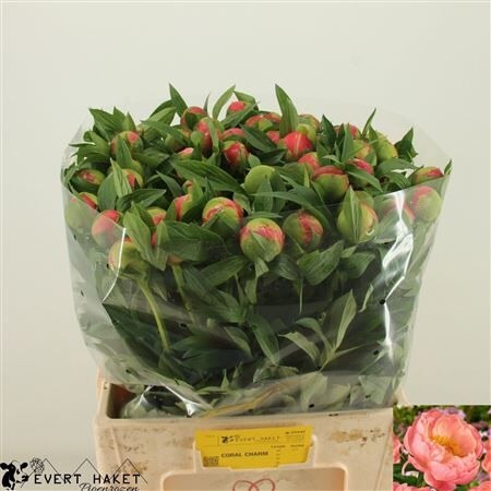 Paeo L Coral Charm
