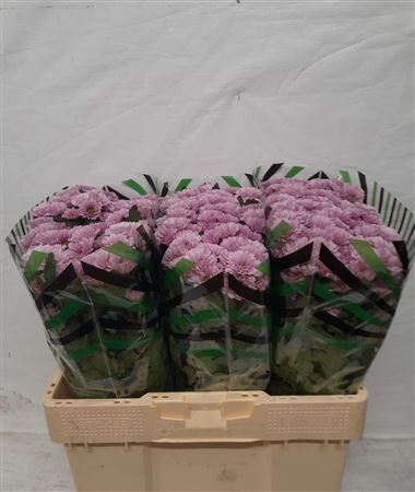 Chr S Fabiani Pink