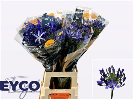 Agap Eyfori Blue