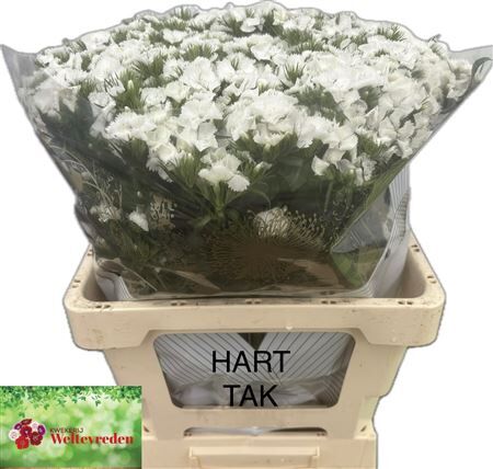 Di Barb S Will White
