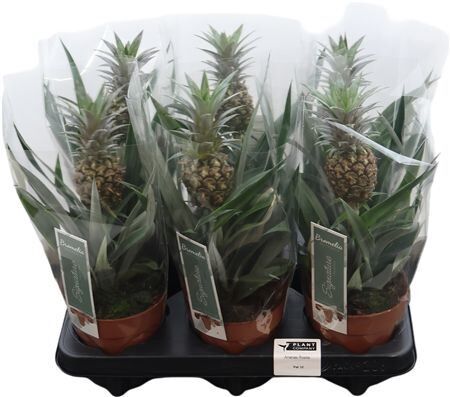 Ananas Mi Rosita
