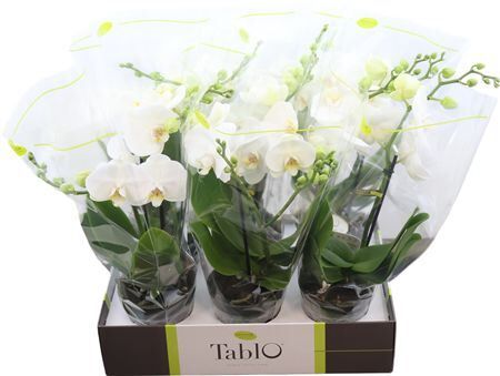 Phal Tablo Champagne 2 Tak