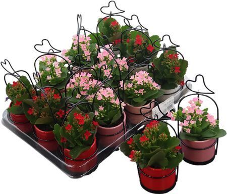 Kalan Mini Bl Gemengd Keramiek