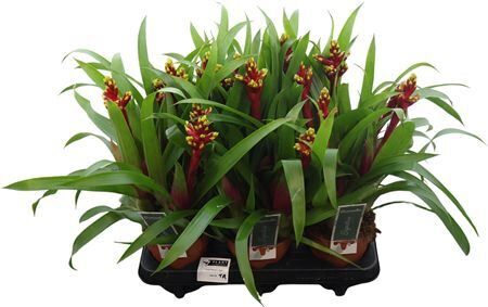 Bromelia