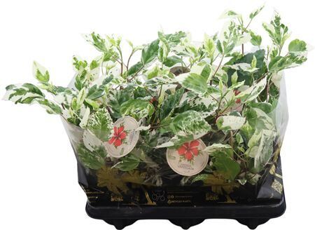 Hibis Rosa Sinensis Variegata