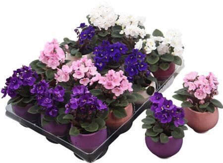 Flowering Mix Keramiek