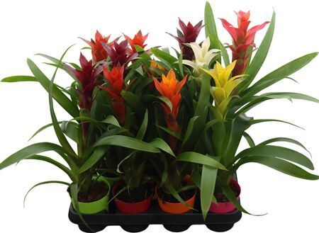 Guzm Gemengd Plastic Pot