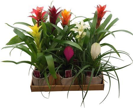 Bromelia Mixed