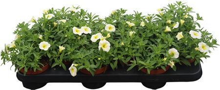 Calibrachoa White