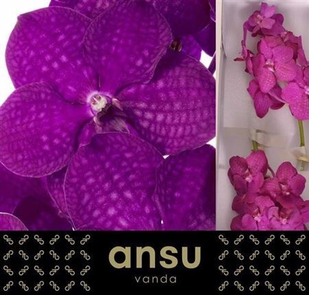 Vanda Ni Raspberry Cerise